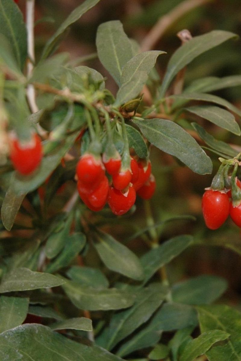 Fruit, Goji Berry Big Life