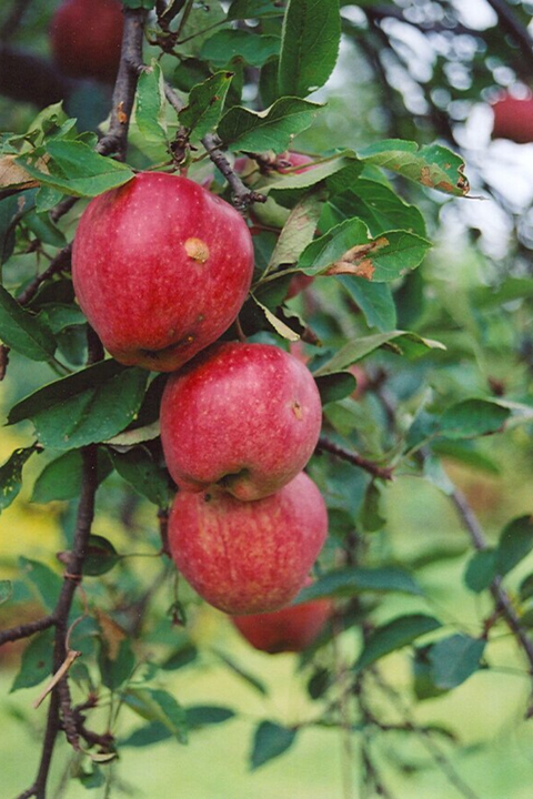 Fruit, Apple Braeburn