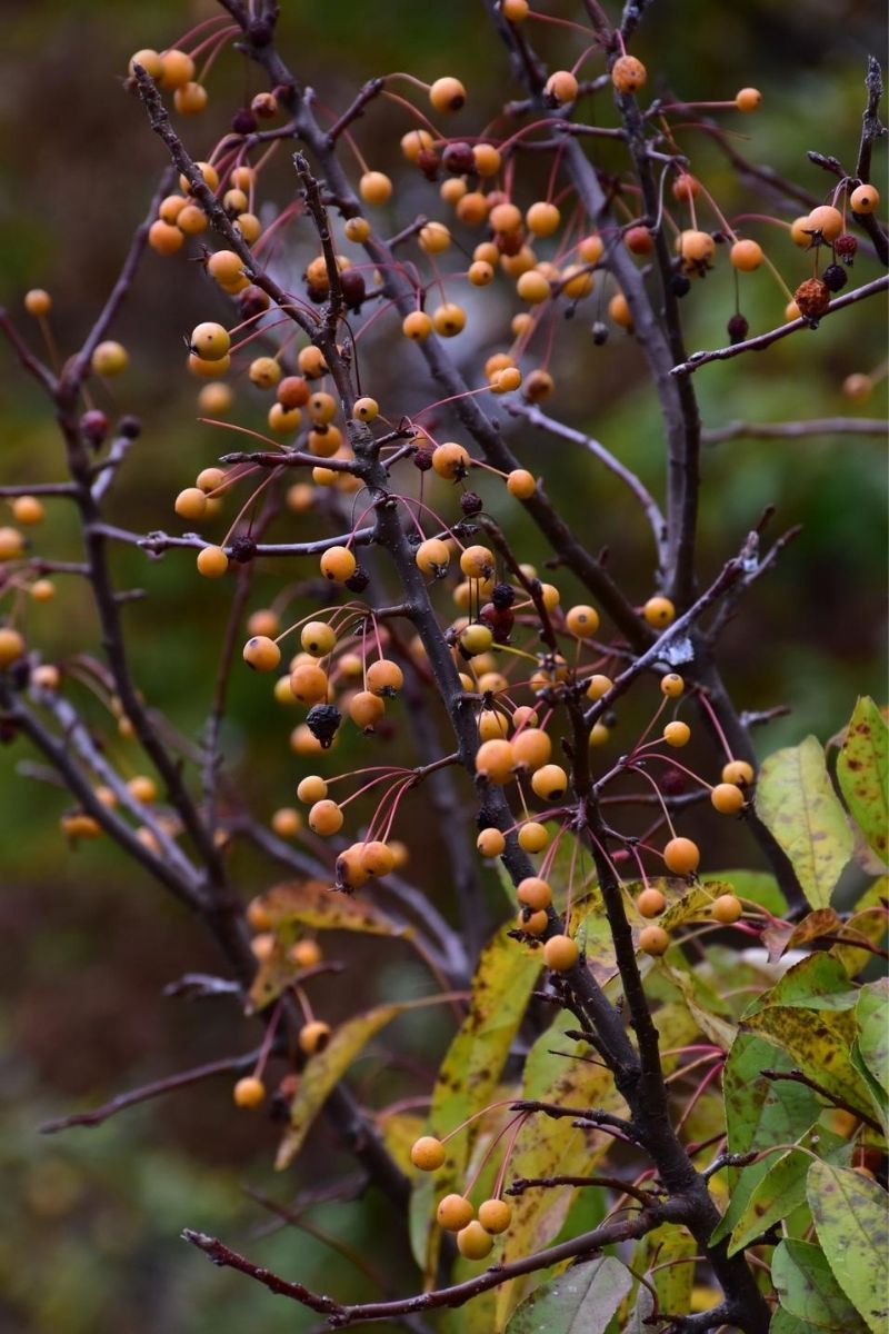 Crabapple, Cinderella