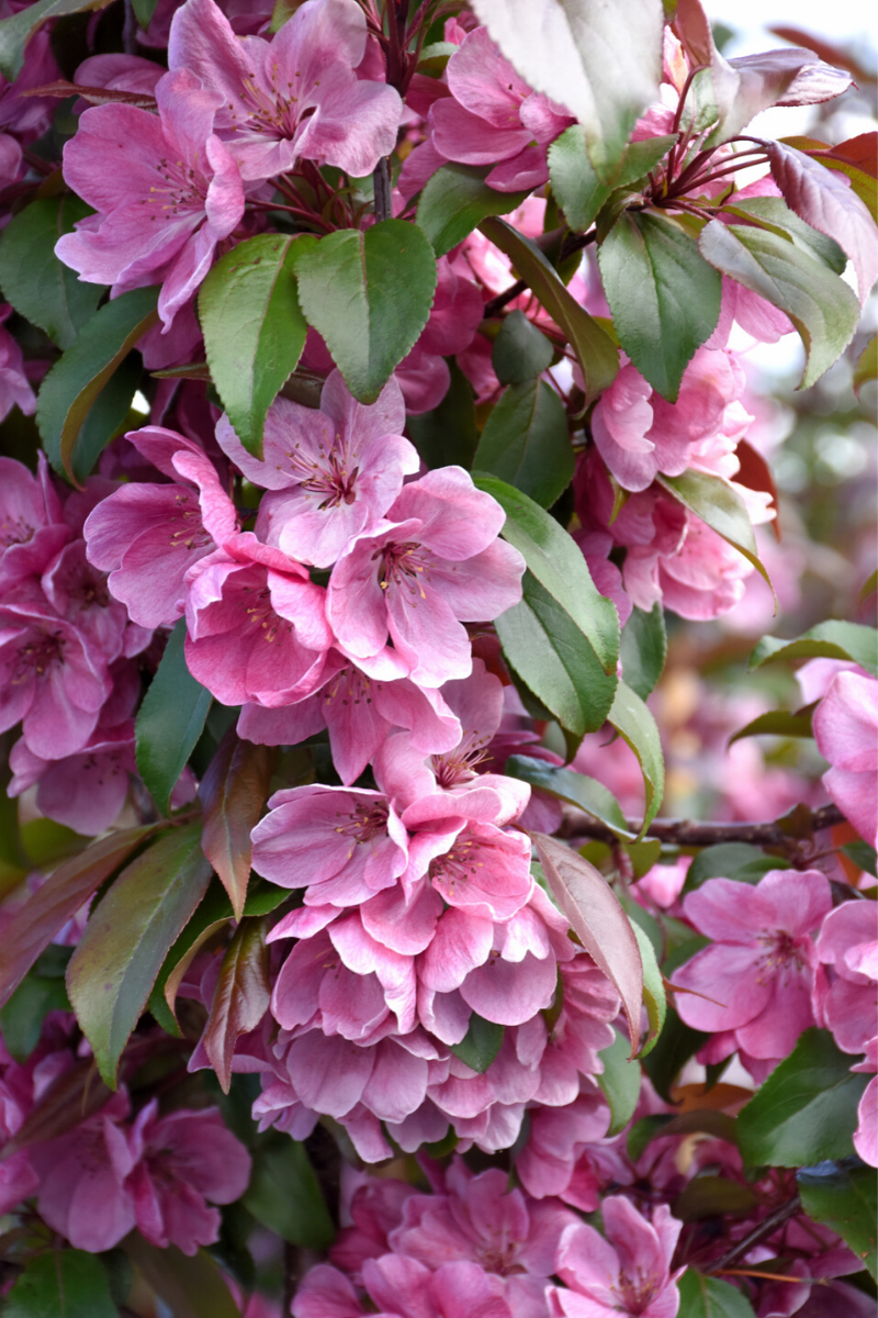 Crabapple, Gladiator