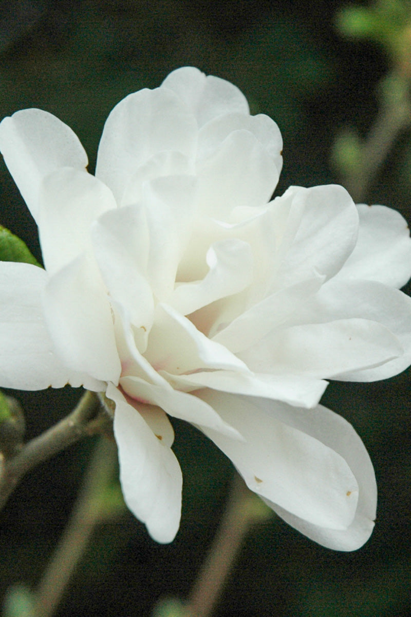 Magnolia, White Rose