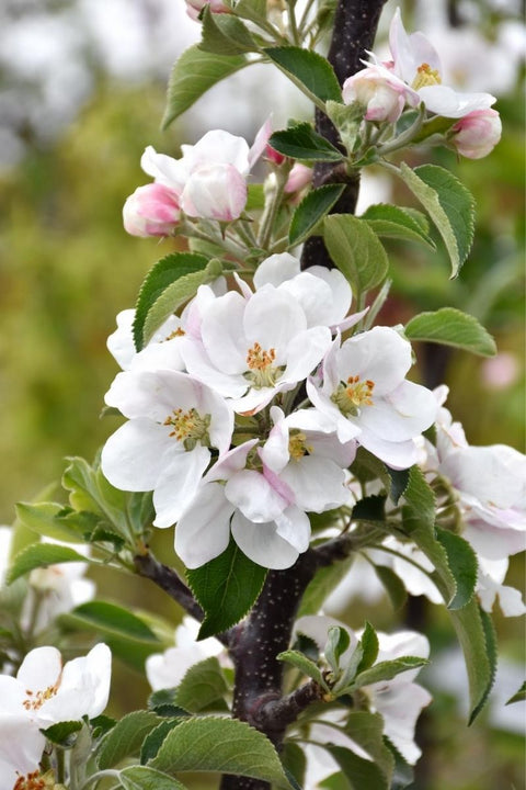 Fruit, Apple Golden Senti