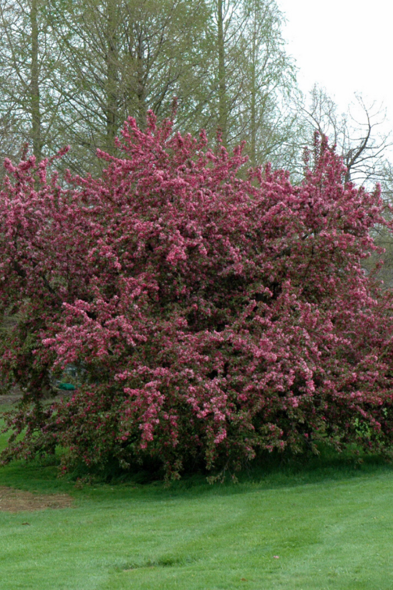 Crabapple, Ivory Spear