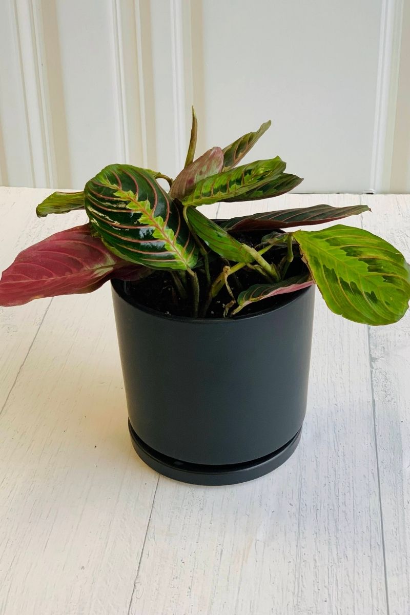 Prayer Plant, Red Veined 6"