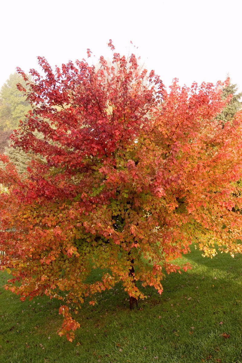 Burgundy Belle red maple in fall color