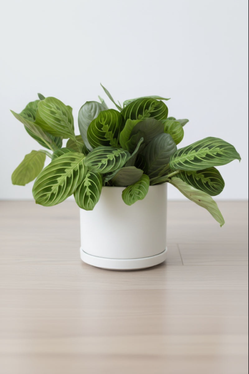 Prayer Plant, Lemon 6"
