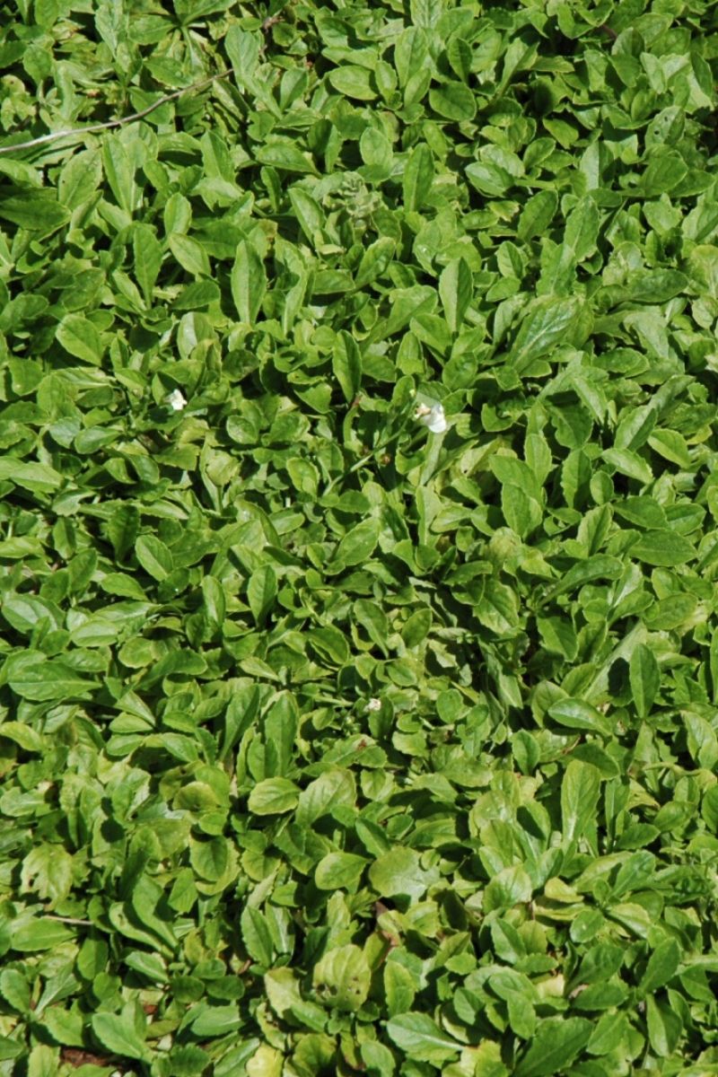 Mazus, Creeping White