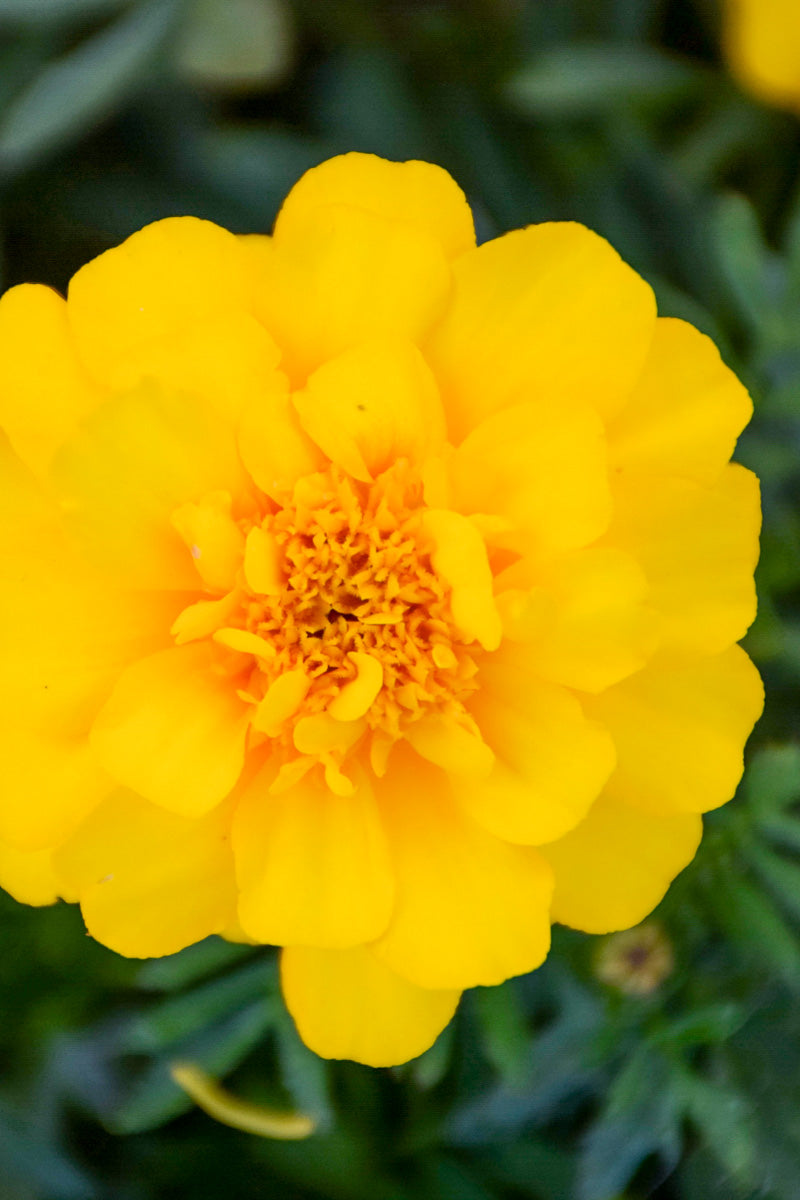 Marigold Durango Yellow