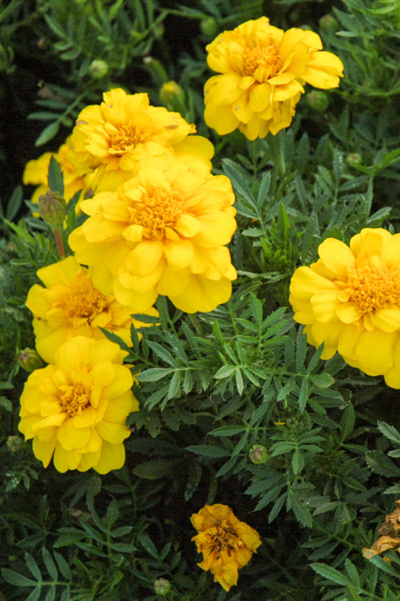 Marigold Durango Yellow
