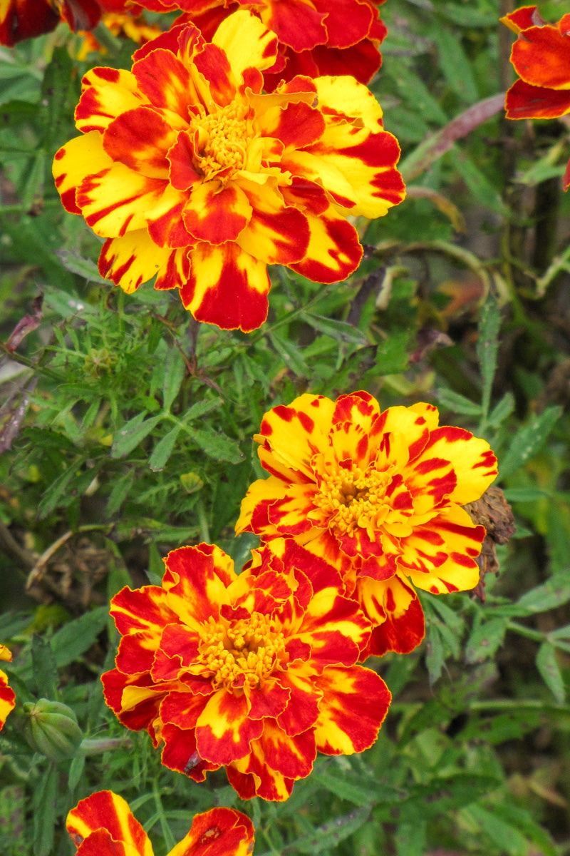 Marigold Safari Bolero