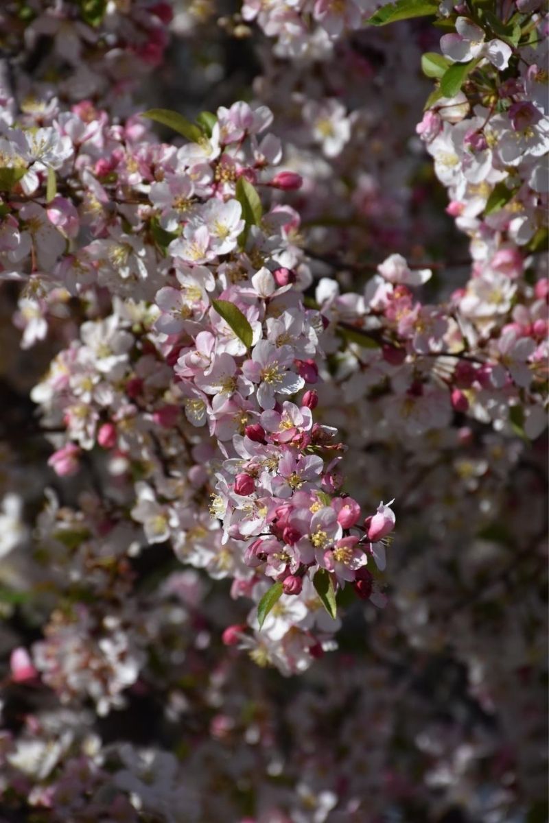 Crabapple, Candymint