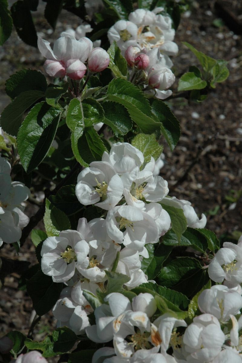 Fruit, Apple Spartan