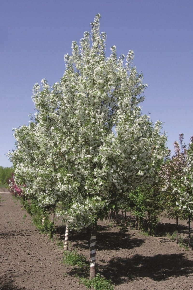 mastar.jpg?v=1704236056&width=150