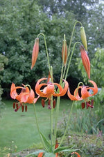 Michigan Lily orange nodding flowers