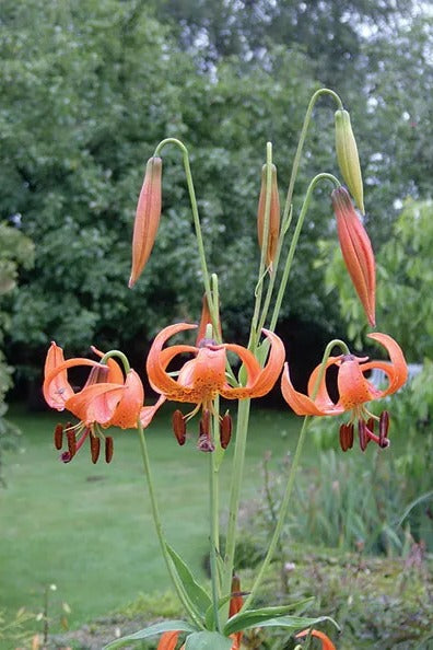 Michigan Lily orange nodding flowers