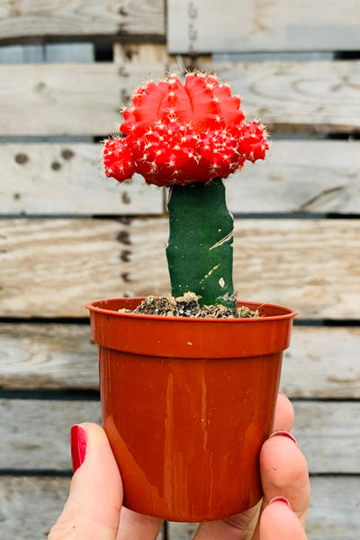Cactus, Grafted 2.5"