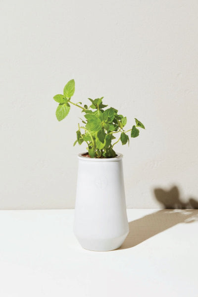 SEED, MINT TAPERED TUMBLER GRO