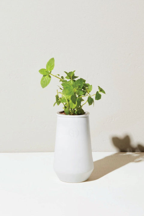 SEED, MINT TAPERED TUMBLER GRO