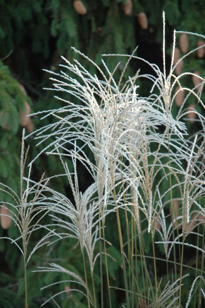 Grass, Maiden Graziella