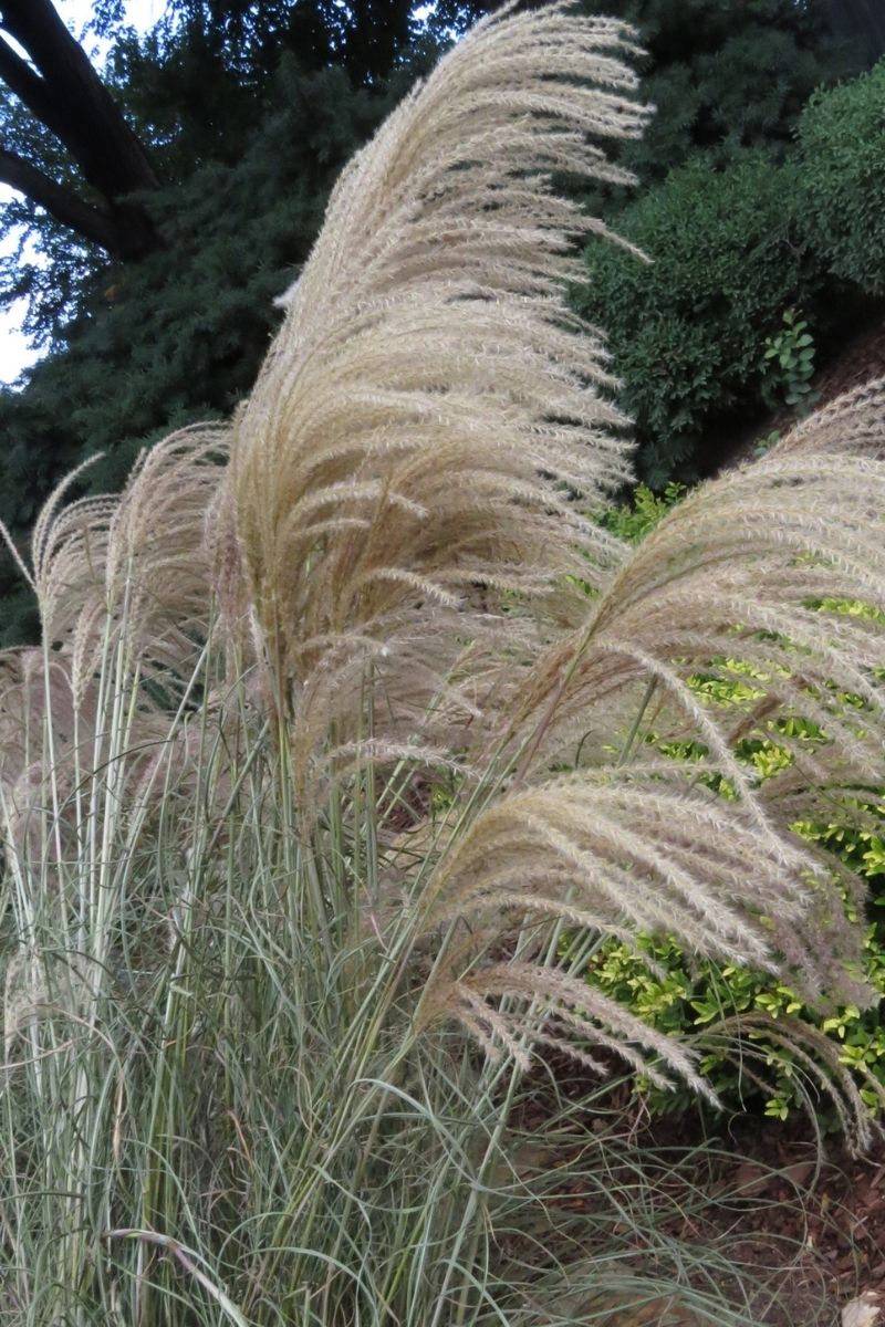 Grass, Maiden Huron Sunrise