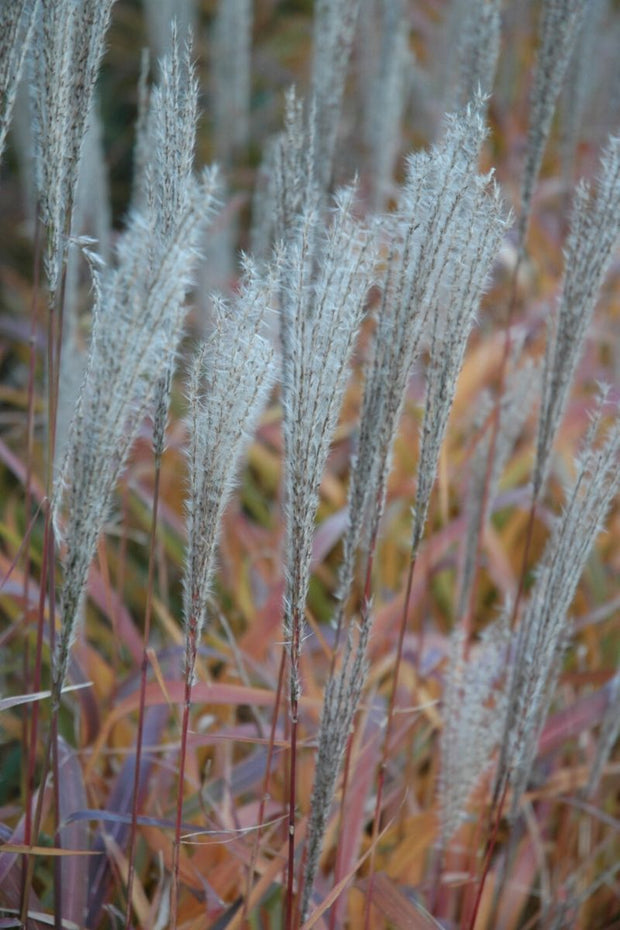 Grass, Maiden Flame