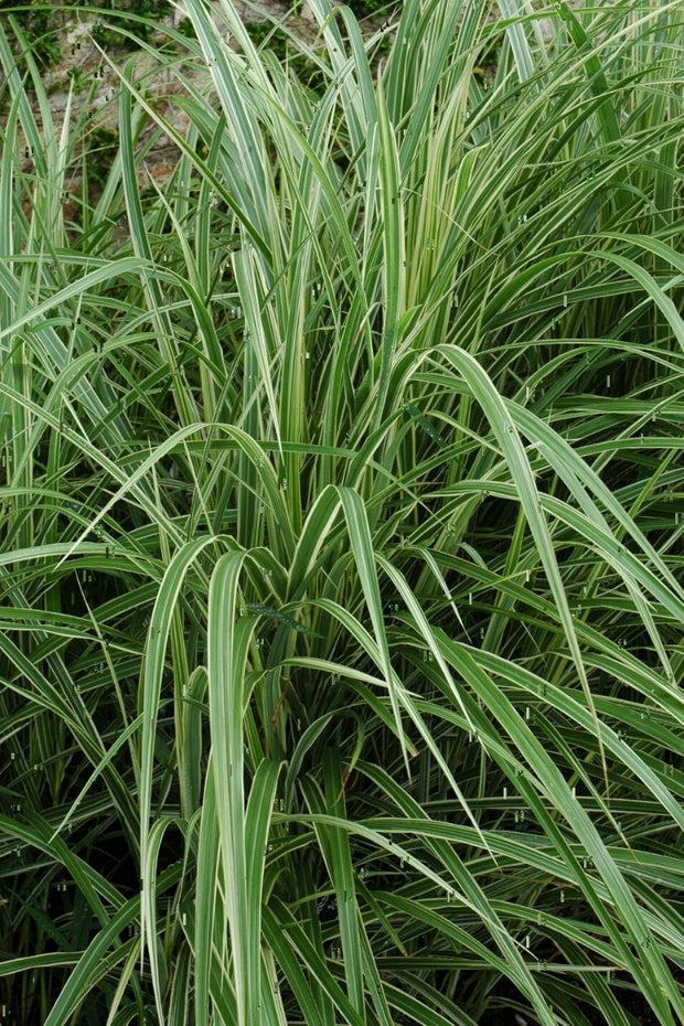 Grass, Maiden Variegated