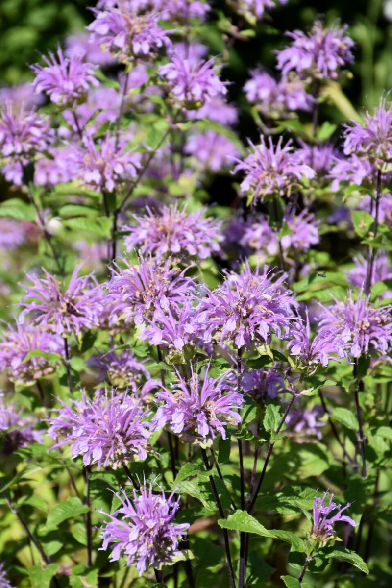 Bee Balm, Blue Stockings
