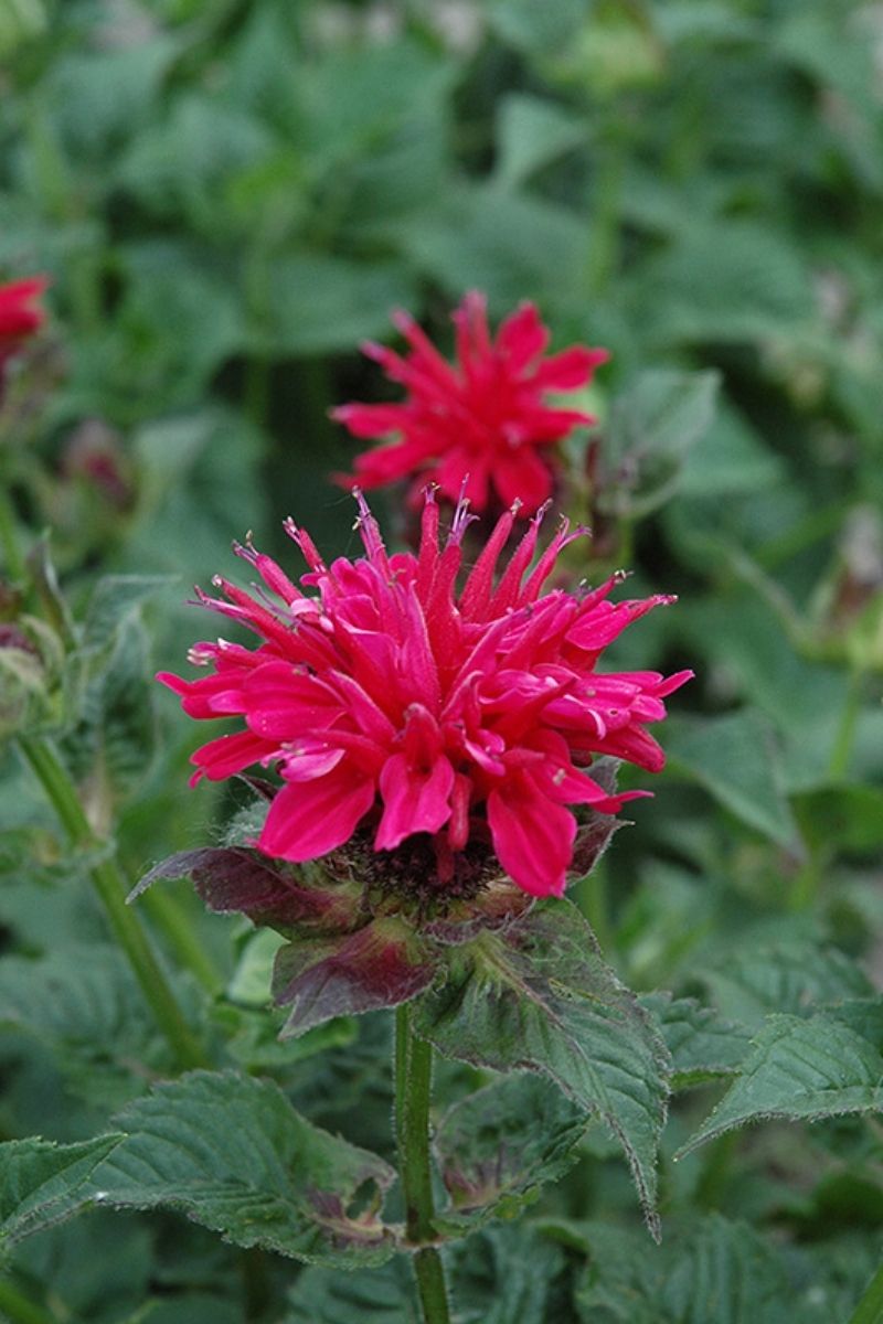 Bee Balm, Fireball