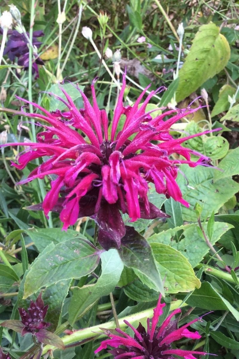 Bee Balm, Mahogany