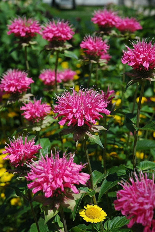 Bee Balm, Marshalls Delight