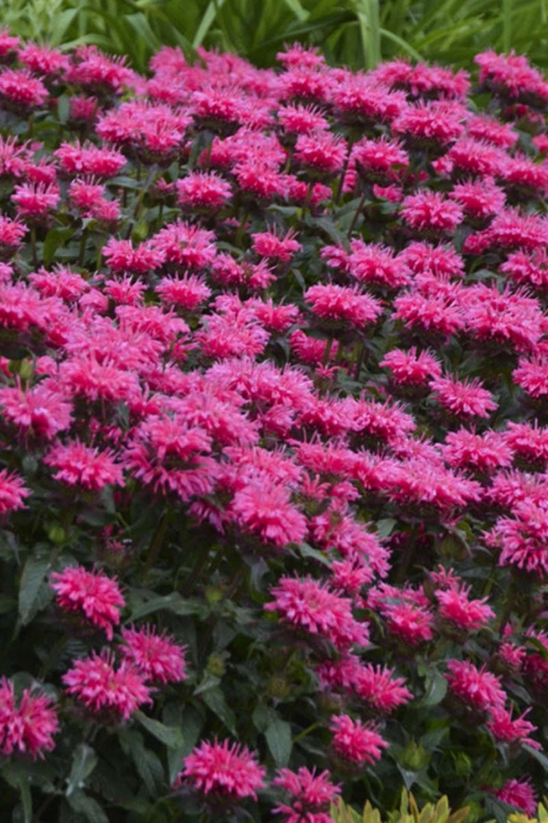 Bee Balm, Grape Gumball