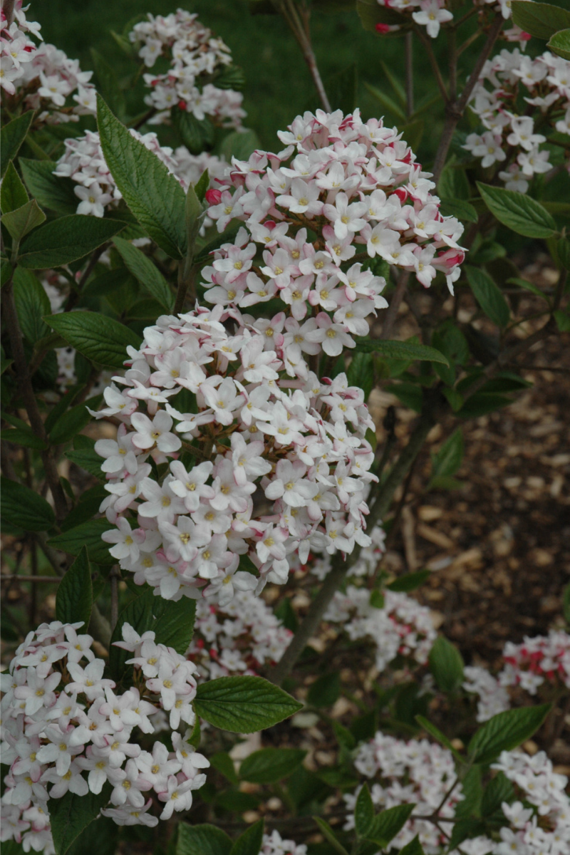 Viburnum, Mohawk – Chalet