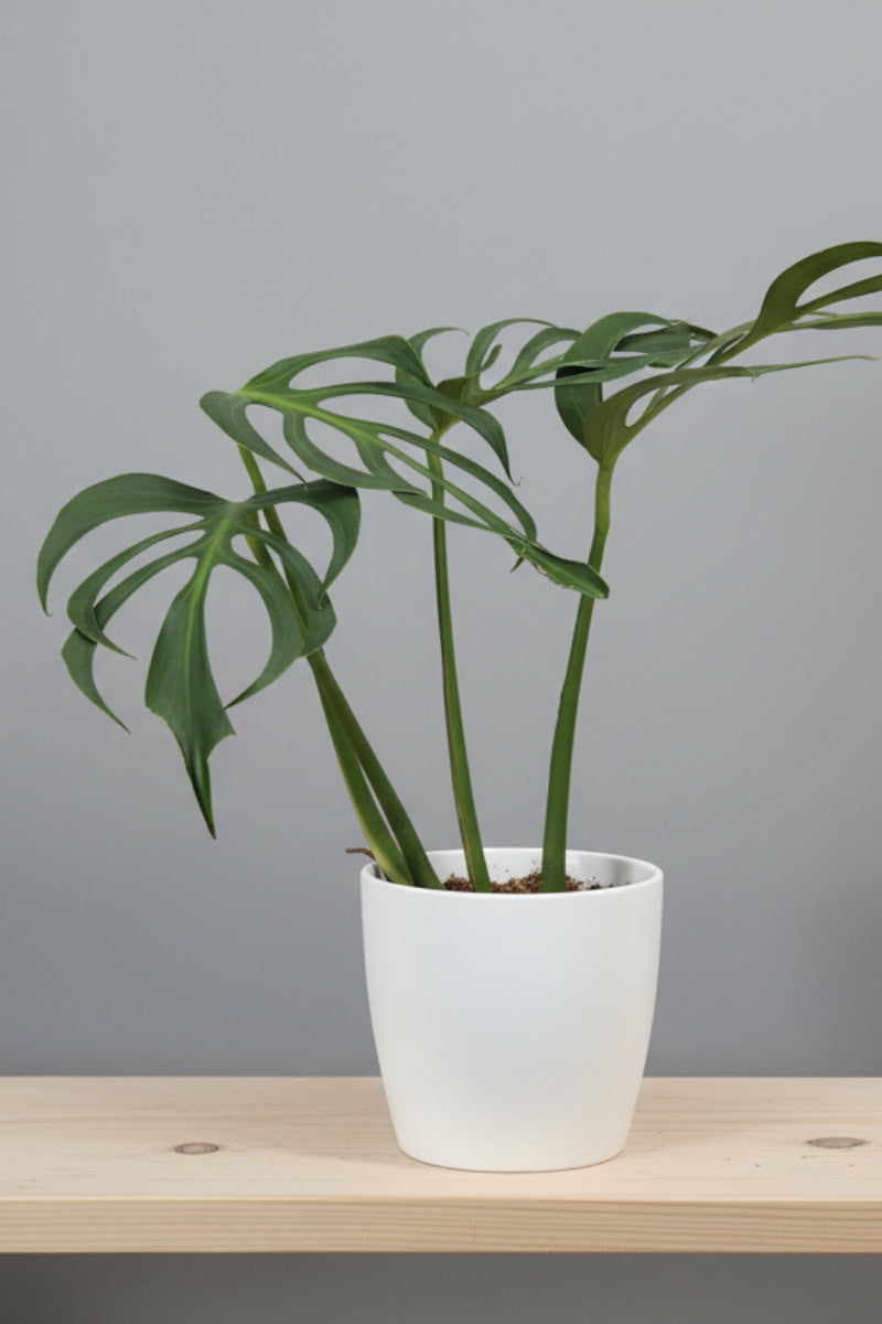 Monstera, Burle Marx 6"