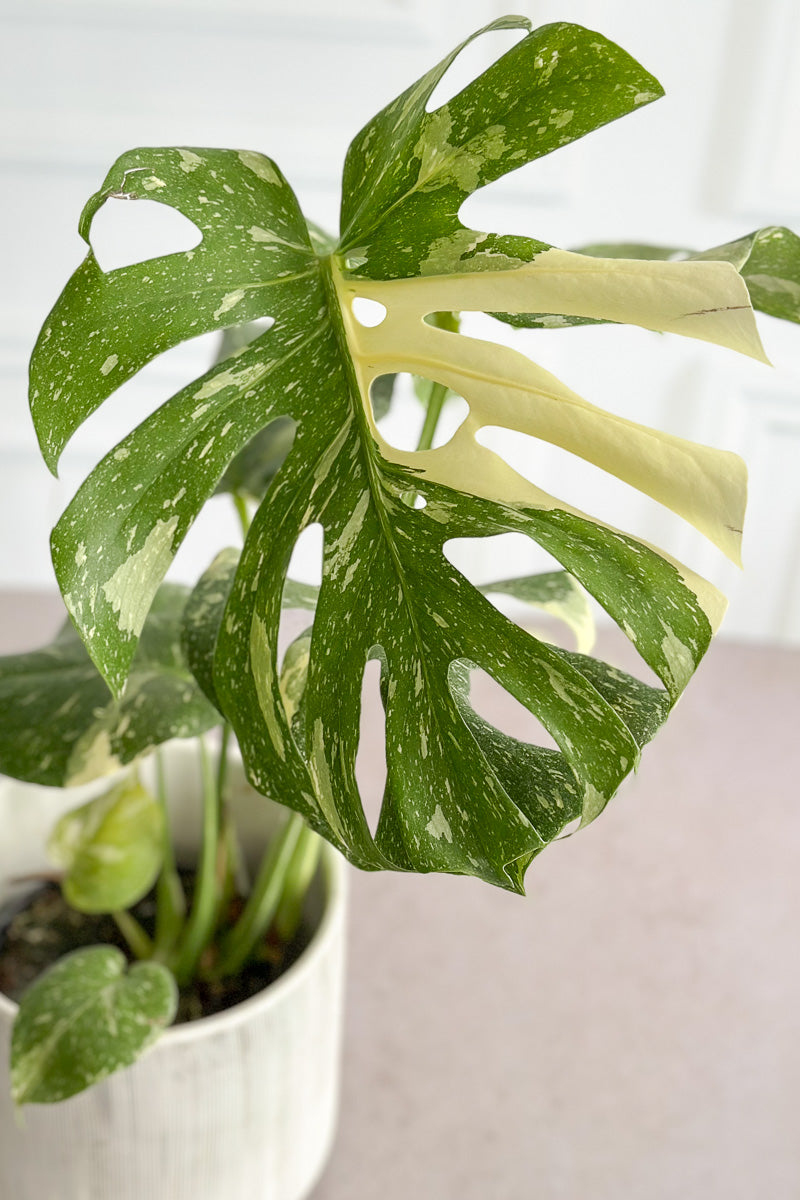 Monstera, Thai Constellation 8"