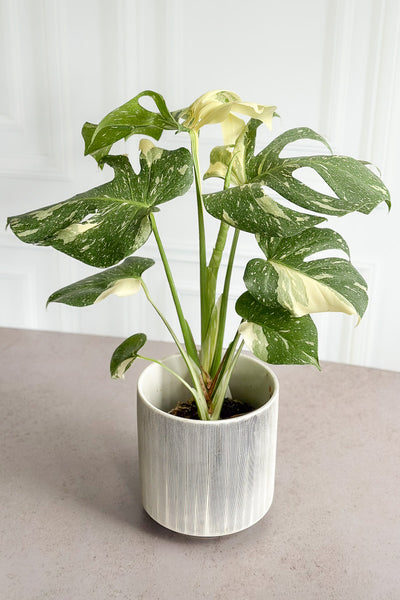 thai constellation monstera growth rate Monstera, Deliciosa Thai Constellation 6" – Chalet