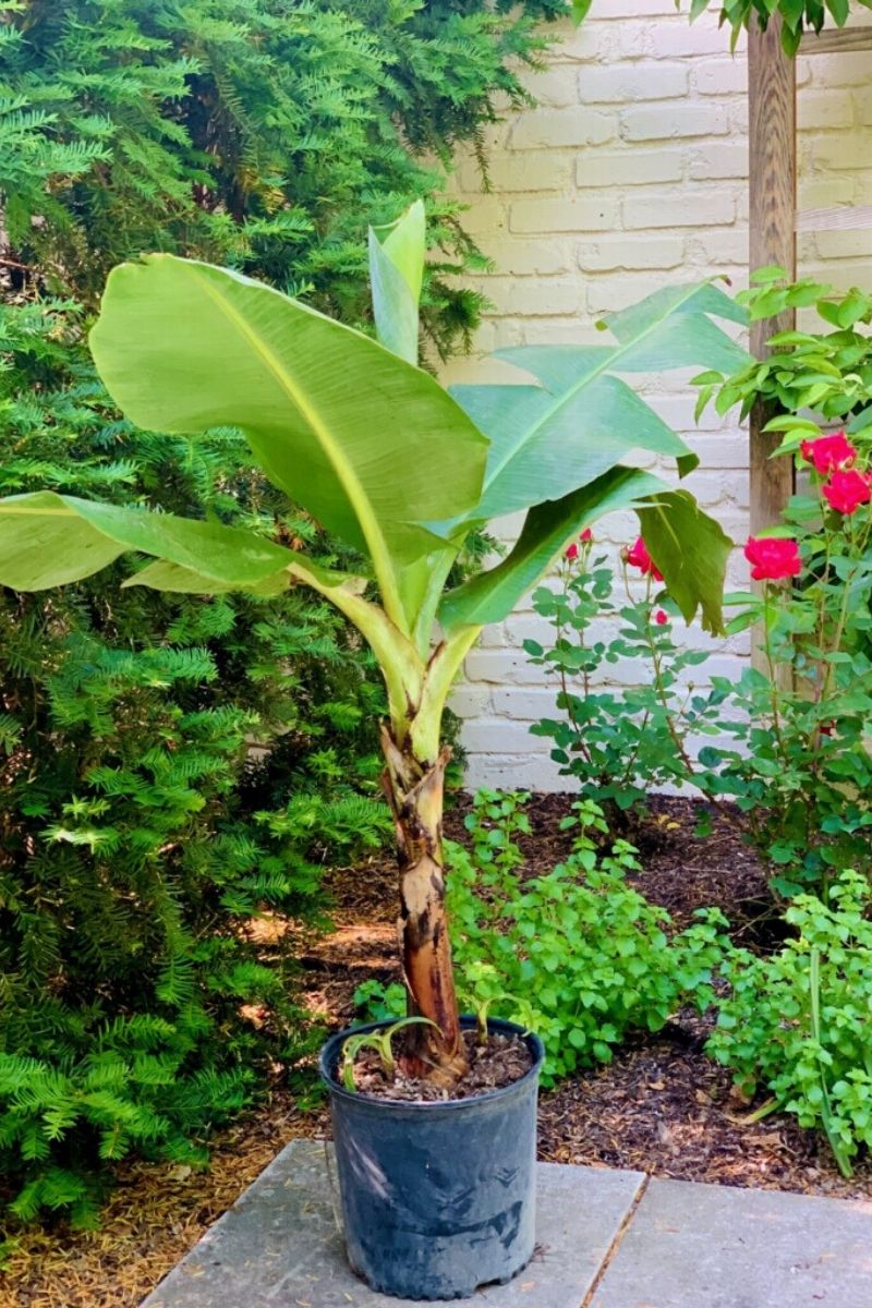 Banana Cavendish Green