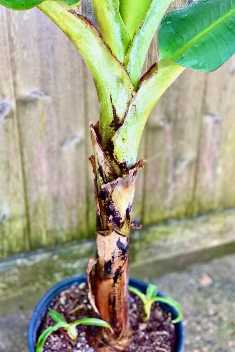 Banana Cavendish Green