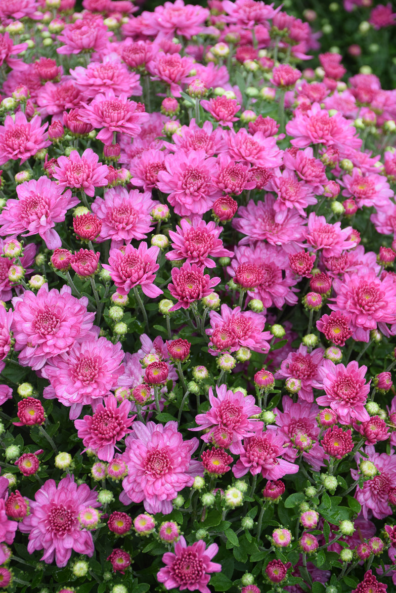 Mum Fall Dark Pink