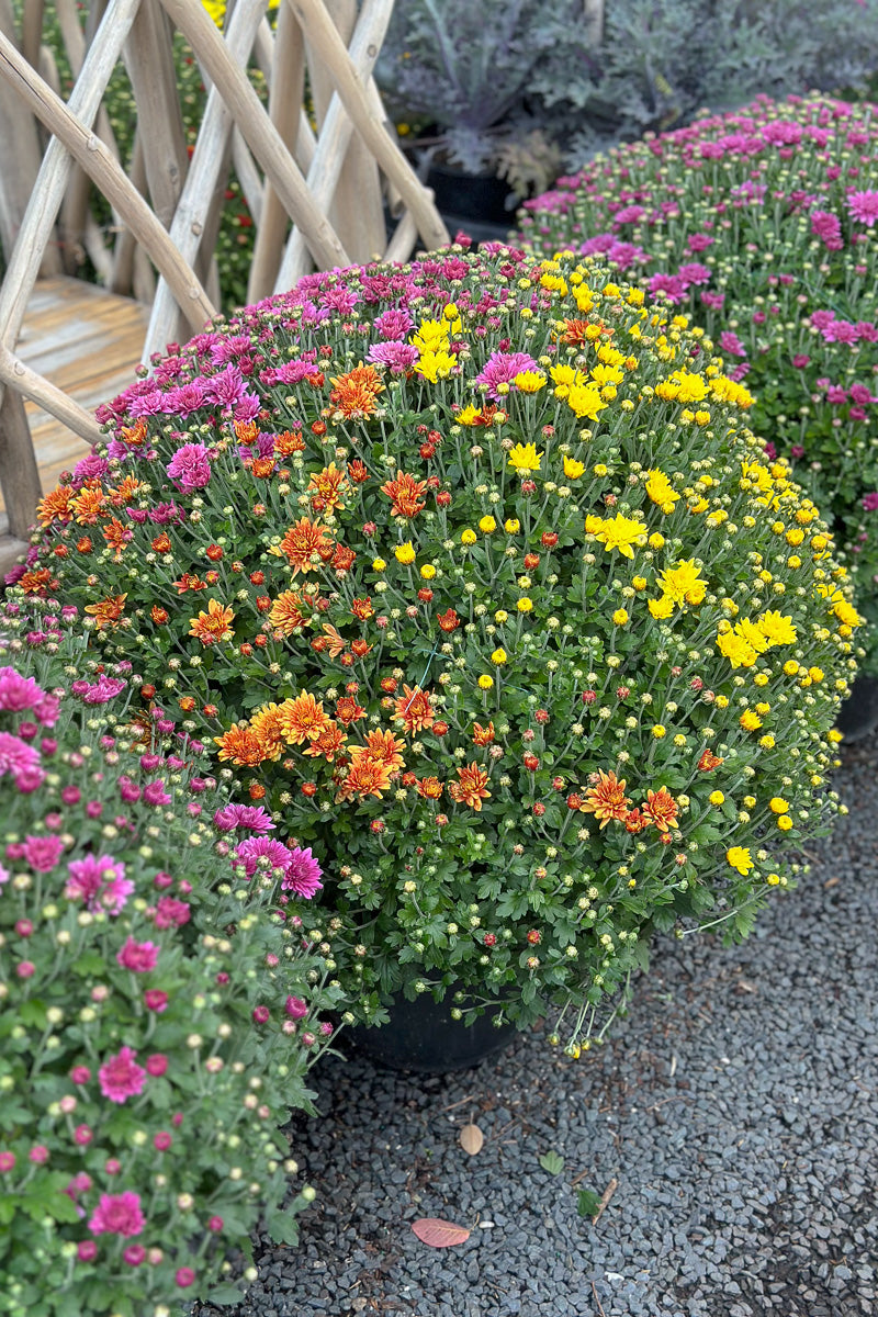 Mum Fall Premium Tricolor