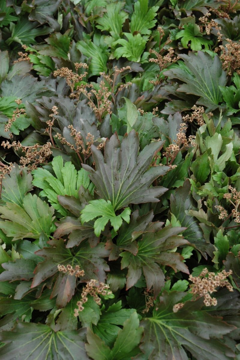 Mukdenia, Crimson Fans