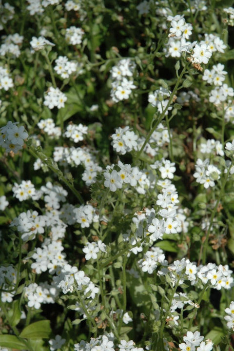Forget-Me-Not, White