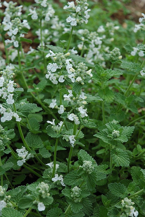 Catmint, Snowflake