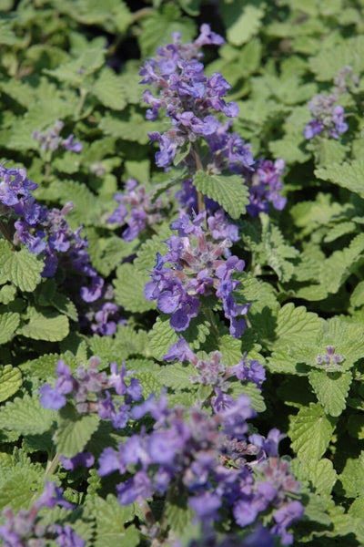 Catmint, Little Titch