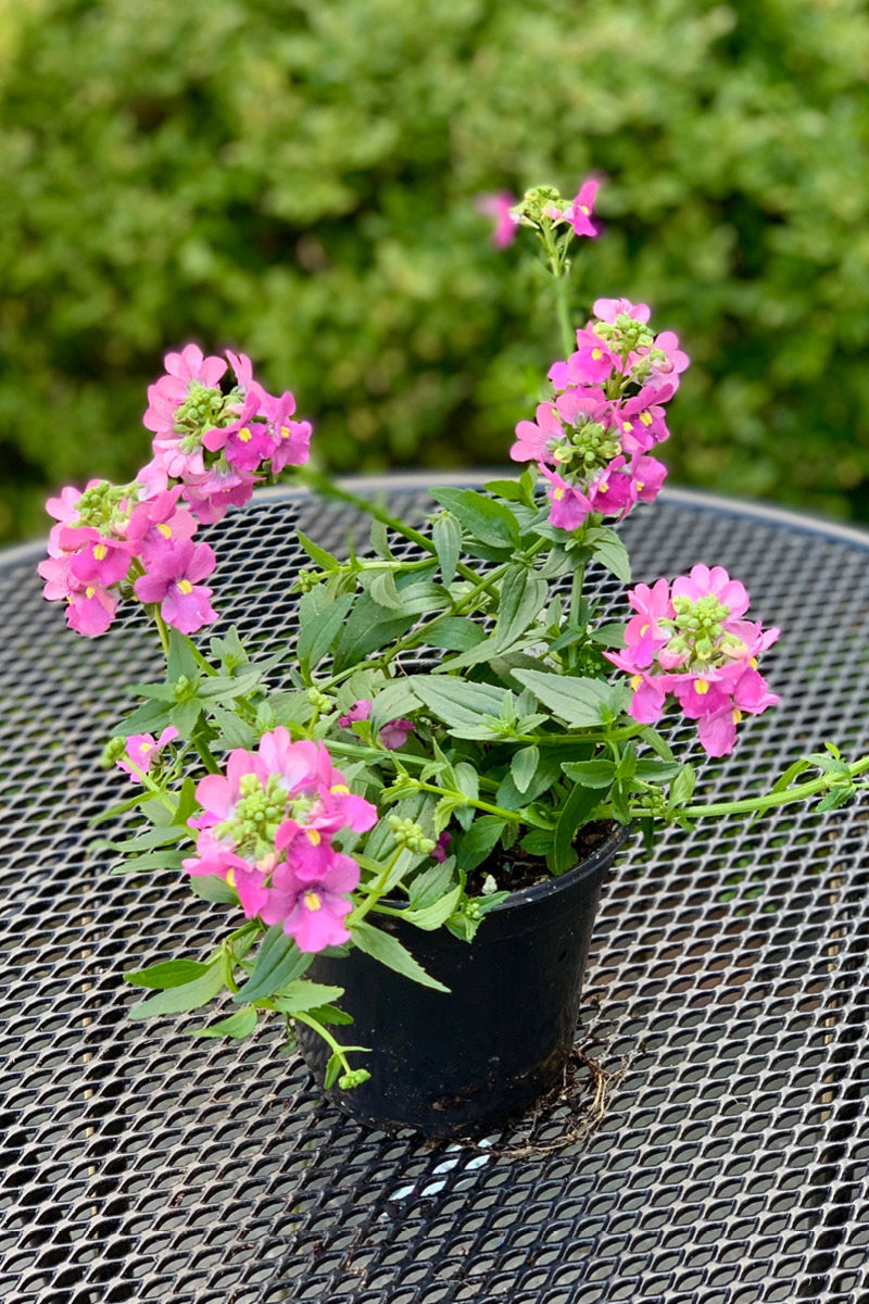 Nemesia, Aromatica Rose Pink