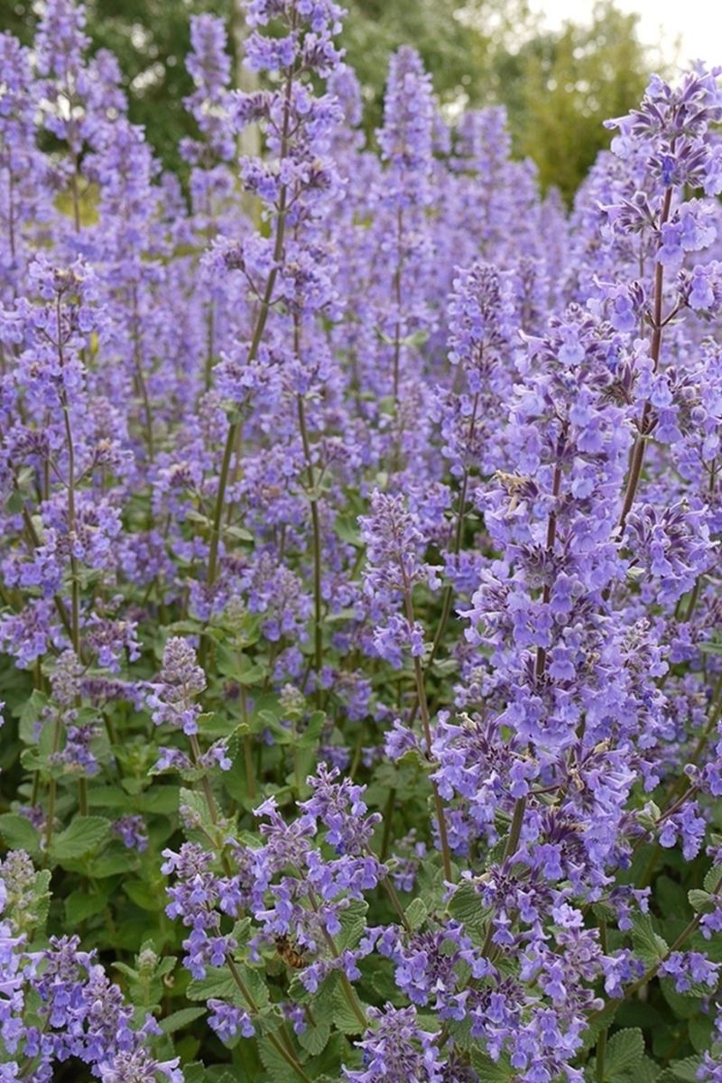 Catmint, Summer Magic
