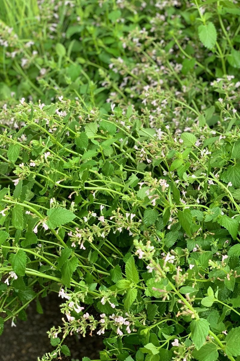 Catmint, Whispurr Pink