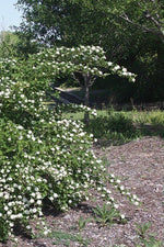 Common Ninebark white flower clusters