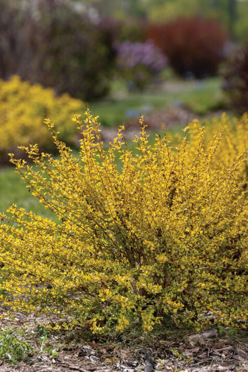 Ninebark, Lucky Devil