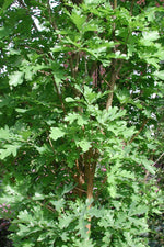 Crimson Spire columnar oak