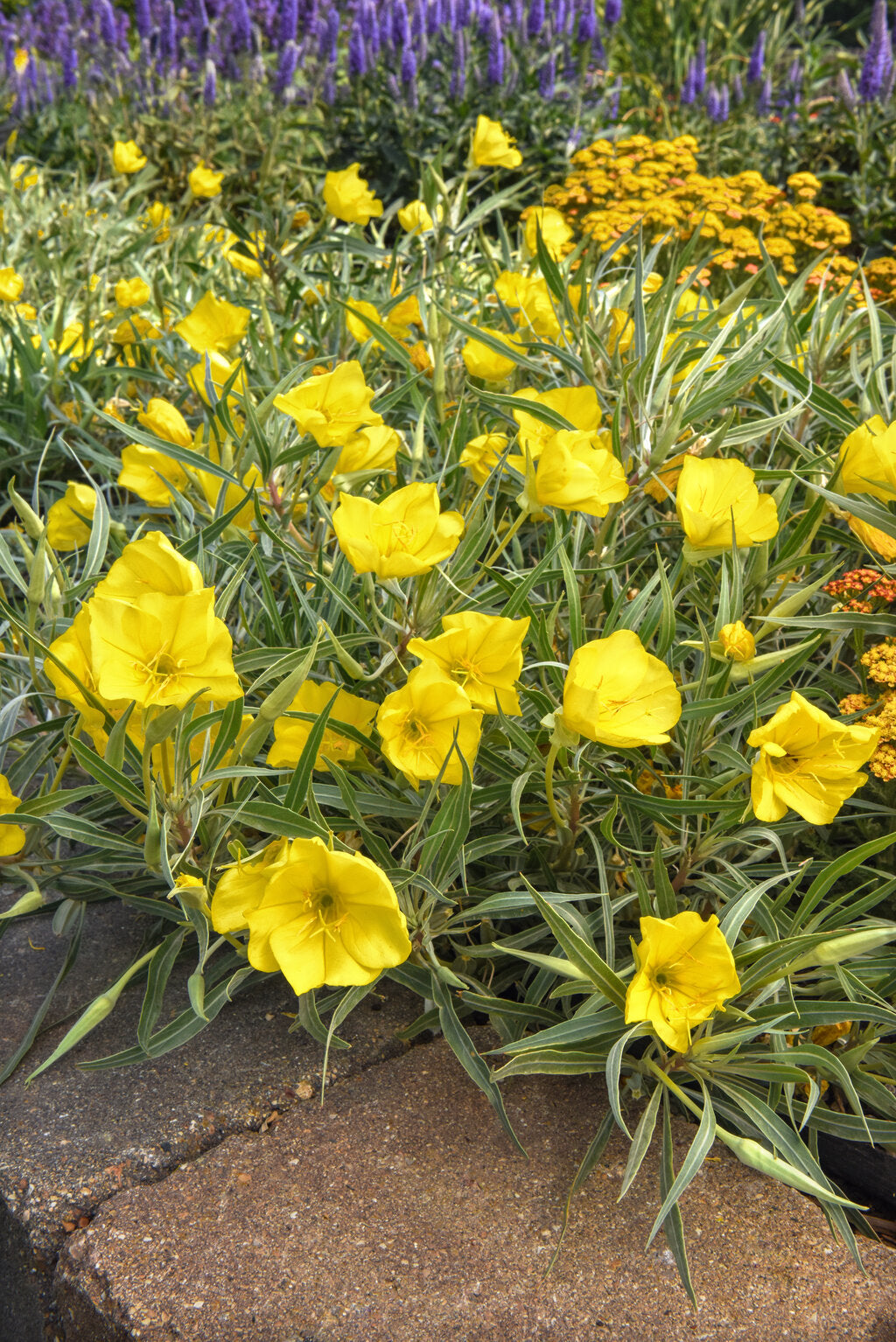 Evening Primrose, Missouri